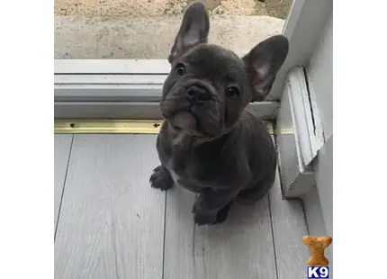 French Bulldog