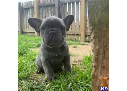 French Bulldog