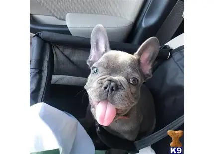 French Bulldog