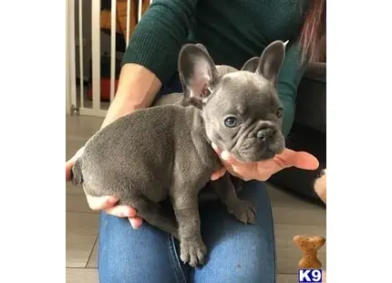 French Bulldog