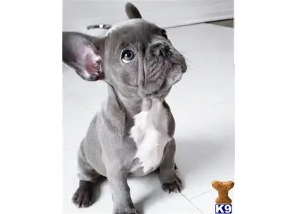 French Bulldog