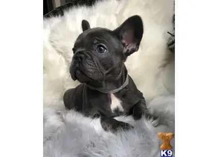 French Bulldog