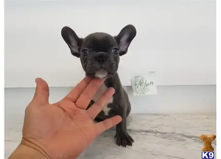 French Bulldog