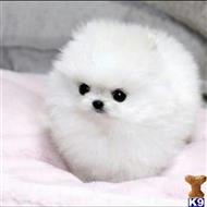 pomeranian puppy posted by kermanpassy