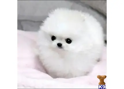 Pomeranian