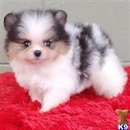 Pomeranian