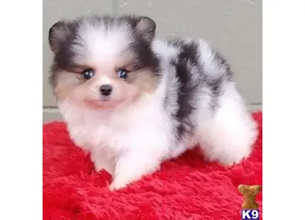 Pomeranian