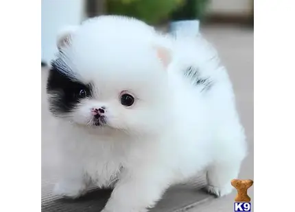 Pomeranian