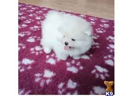 Pomeranian