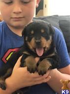 rottweiler puppy posted by kermanpassy