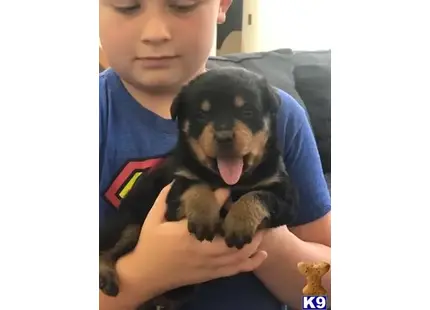 Rottweiler