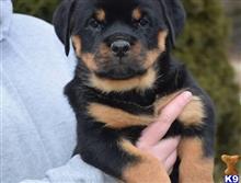 rottweiler puppy posted by kermanpassy