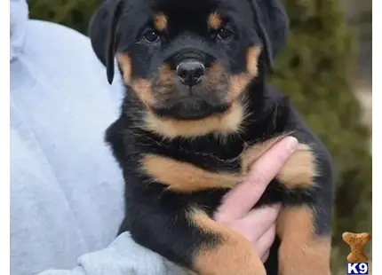 Rottweiler