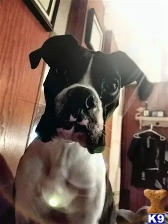 Boxer stud dog