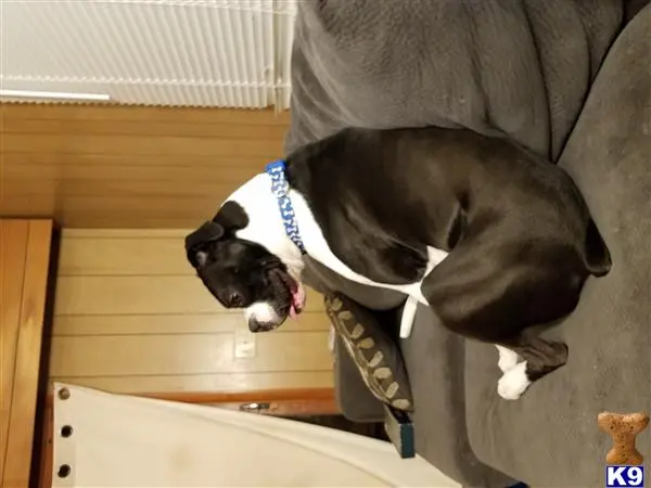 Boxer stud dog