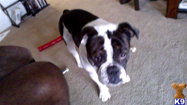 Valley Bulldog stud dog