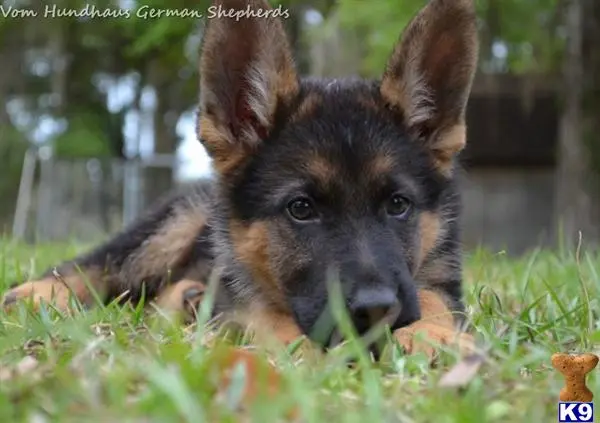 German Shepherd puppy for sale