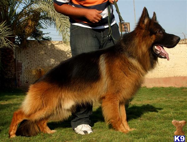 German Shepherd