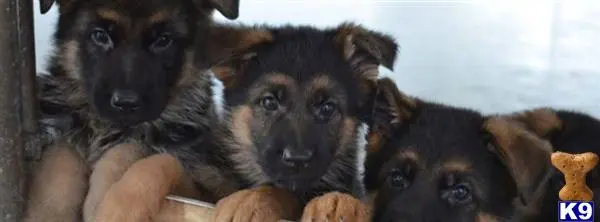 German Shepherd puppy for sale