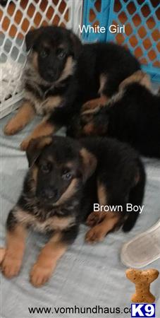 a group of german shepherd dogs