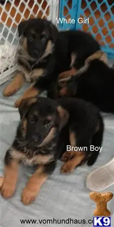 German Shepherd puppy for sale