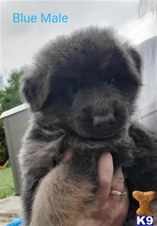 German Shepherd puppy for sale