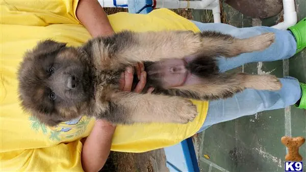 German Shepherd puppy for sale