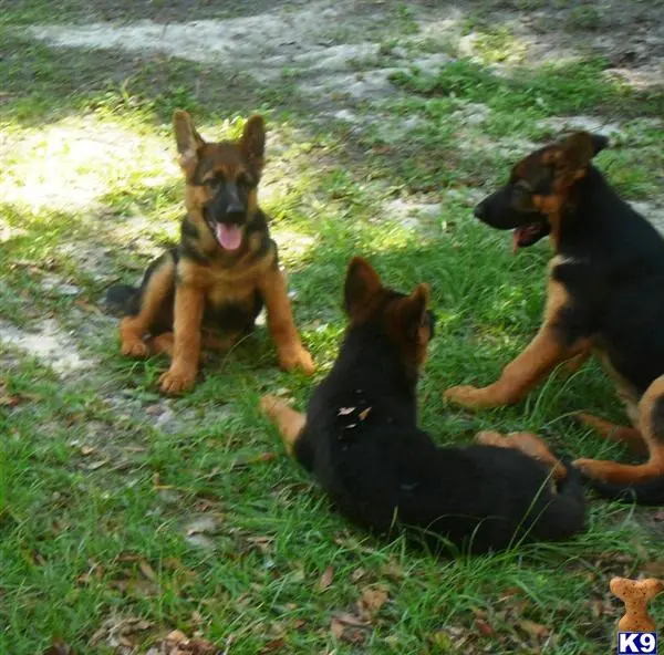 German Shepherd puppy for sale