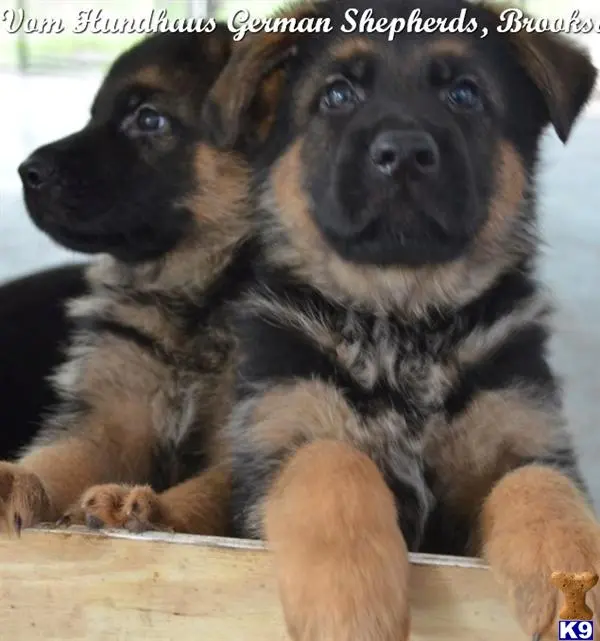 German Shepherd puppy for sale