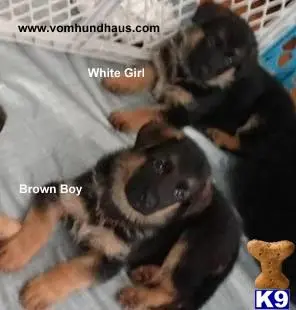 German Shepherd puppy for sale