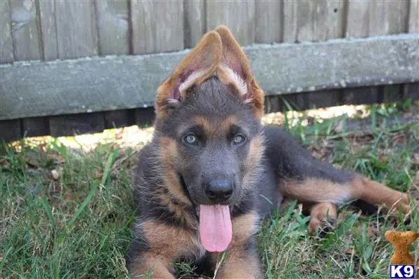 German Shepherd puppy for sale