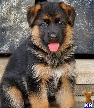 German Shepherd puppy for sale