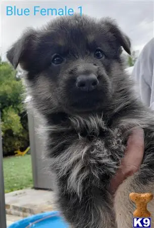 German Shepherd puppy for sale