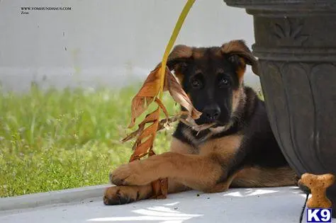 German Shepherd puppy for sale