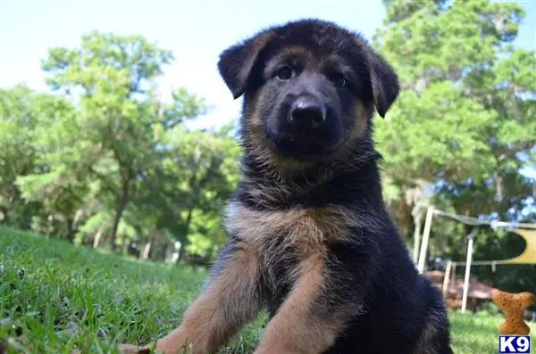 German Shepherd puppy for sale