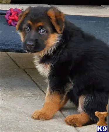 German Shepherd puppy for sale