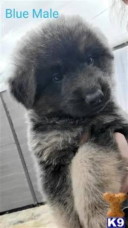 German Shepherd puppy for sale