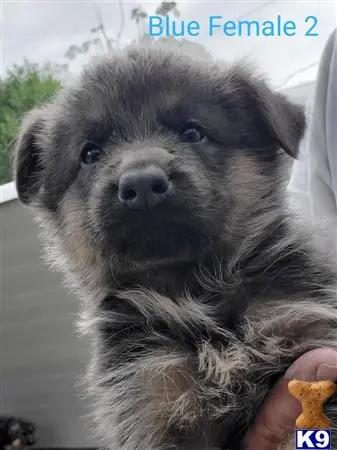 German Shepherd puppy for sale