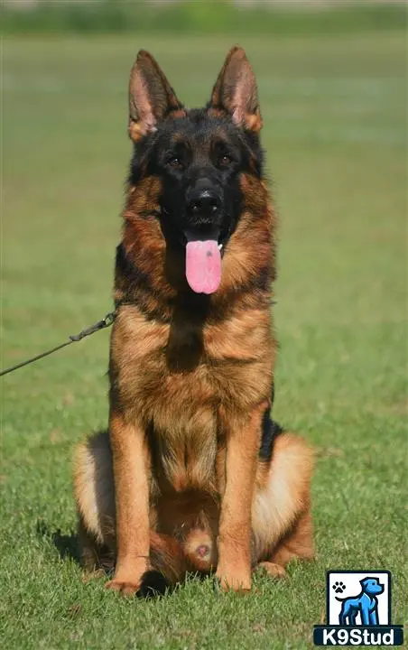 German Shepherd