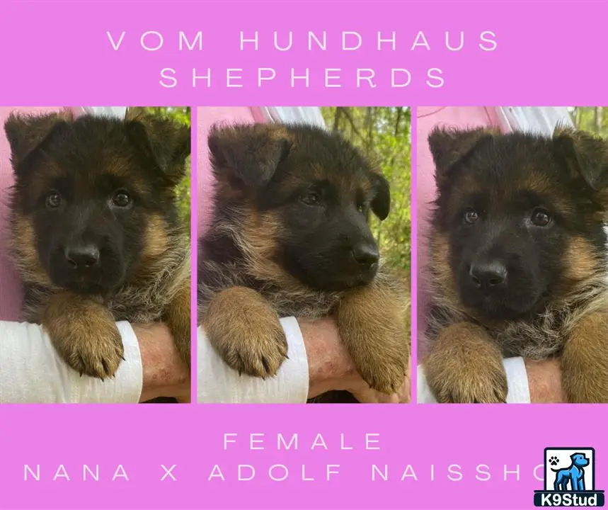 German Shepherd puppy for sale