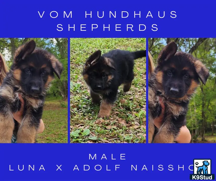 German Shepherd puppy for sale