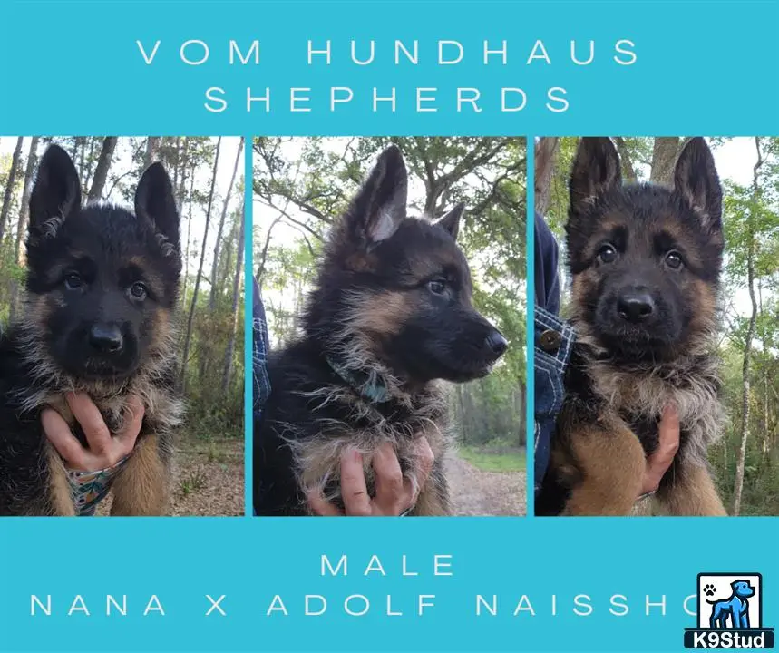 German Shepherd puppy for sale