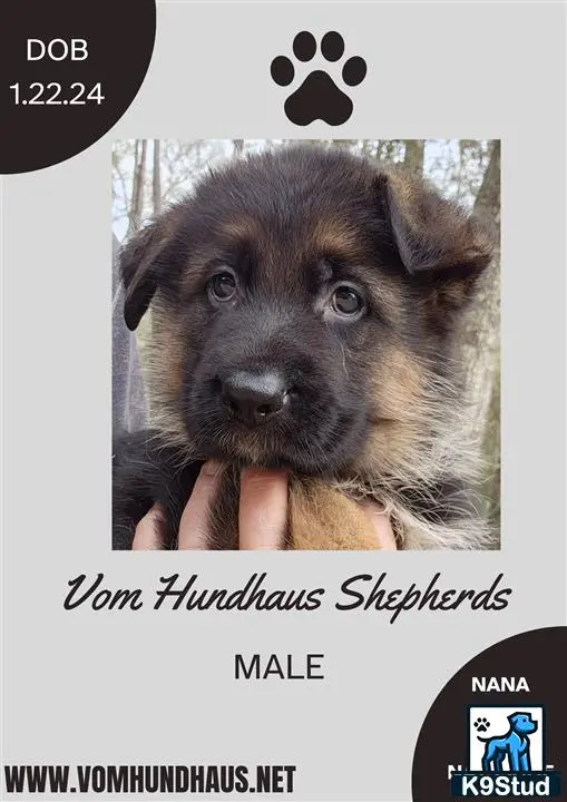 German Shepherd puppy for sale