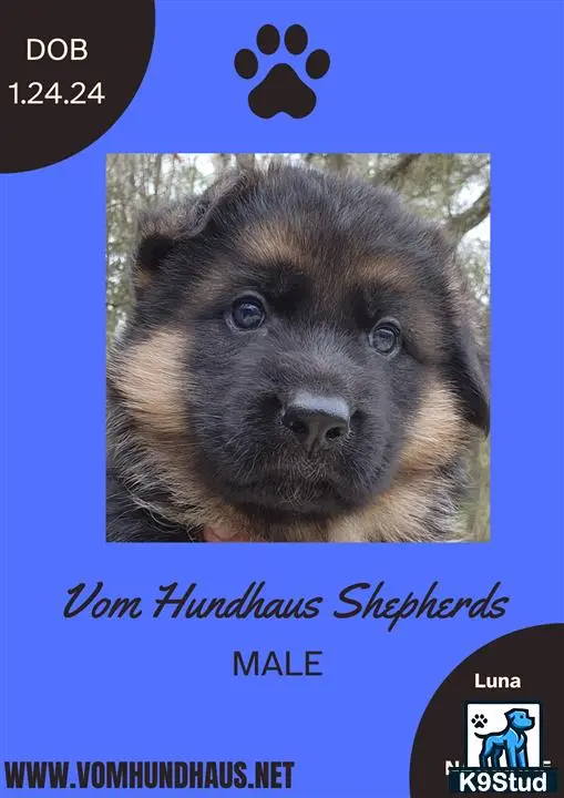 German Shepherd puppy for sale