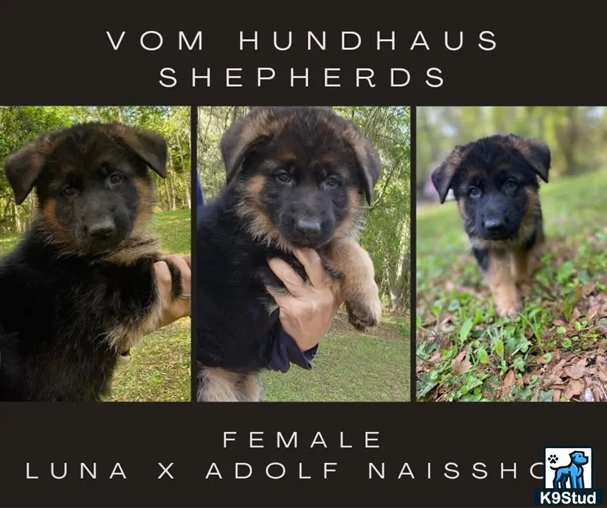 German Shepherd puppy for sale