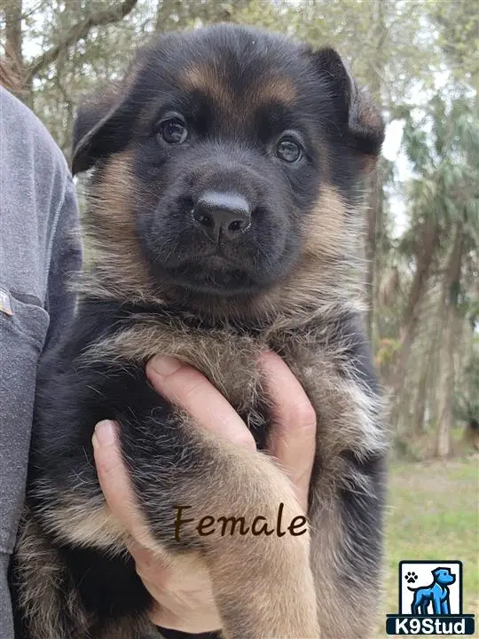 German Shepherd puppy for sale