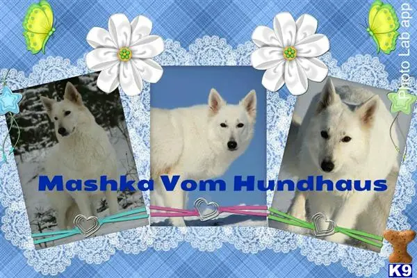 White Swiss Shepherd puppy for sale