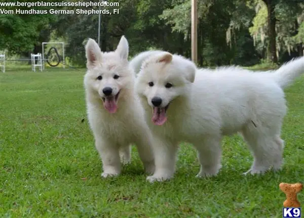 White Swiss Shepherd puppy for sale