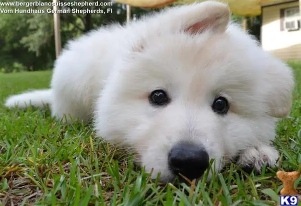 White Swiss Shepherd puppy for sale