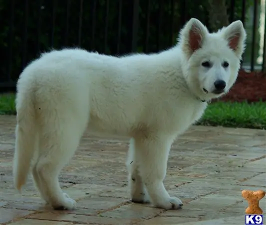 White Swiss Shepherd puppy for sale